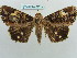  ( - BC ZSM Lep 37718)  @11 [ ] CreativeCommons - Attribution Non-Commercial Share-Alike (2010) Axel Hausmann/Bavarian State Collection of Zoology (ZSM) SNSB, Zoologische Staatssammlung Muenchen