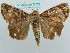  ( - BC ZSM Lep 37719)  @11 [ ] CreativeCommons - Attribution Non-Commercial Share-Alike (2010) Axel Hausmann/Bavarian State Collection of Zoology (ZSM) SNSB, Zoologische Staatssammlung Muenchen
