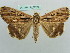  ( - BC ZSM Lep 37721)  @11 [ ] CreativeCommons - Attribution Non-Commercial Share-Alike (2010) Axel Hausmann/Bavarian State Collection of Zoology (ZSM) SNSB, Zoologische Staatssammlung Muenchen