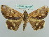  ( - BC ZSM Lep 37722)  @11 [ ] CreativeCommons - Attribution Non-Commercial Share-Alike (2010) Axel Hausmann/Bavarian State Collection of Zoology (ZSM) SNSB, Zoologische Staatssammlung Muenchen
