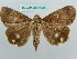  ( - BC ZSM Lep 37724)  @11 [ ] CreativeCommons - Attribution Non-Commercial Share-Alike (2010) Axel Hausmann/Bavarian State Collection of Zoology (ZSM) SNSB, Zoologische Staatssammlung Muenchen