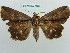  ( - BC ZSM Lep 37725)  @11 [ ] CreativeCommons - Attribution Non-Commercial Share-Alike (2010) Axel Hausmann/Bavarian State Collection of Zoology (ZSM) SNSB, Zoologische Staatssammlung Muenchen