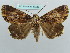  ( - BC ZSM Lep 37726)  @11 [ ] CreativeCommons - Attribution Non-Commercial Share-Alike (2010) Axel Hausmann/Bavarian State Collection of Zoology (ZSM) SNSB, Zoologische Staatssammlung Muenchen