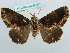  ( - BC ZSM Lep 37727)  @11 [ ] CreativeCommons - Attribution Non-Commercial Share-Alike (2010) Axel Hausmann/Bavarian State Collection of Zoology (ZSM) SNSB, Zoologische Staatssammlung Muenchen