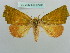  ( - BC ZSM Lep 37733)  @11 [ ] CreativeCommons - Attribution Non-Commercial Share-Alike (2010) Axel Hausmann/Bavarian State Collection of Zoology (ZSM) SNSB, Zoologische Staatssammlung Muenchen