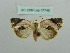  ( - BC ZSM Lep 37748)  @13 [ ] CreativeCommons - Attribution Non-Commercial Share-Alike (2010) Axel Hausmann/Bavarian State Collection of Zoology (ZSM) SNSB, Zoologische Staatssammlung Muenchen