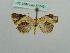  ( - BC ZSM Lep 37749)  @11 [ ] CreativeCommons - Attribution Non-Commercial Share-Alike (2010) Axel Hausmann/Bavarian State Collection of Zoology (ZSM) SNSB, Zoologische Staatssammlung Muenchen