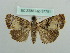  ( - BC ZSM Lep 37751)  @11 [ ] CreativeCommons - Attribution Non-Commercial Share-Alike (2010) Axel Hausmann/Bavarian State Collection of Zoology (ZSM) SNSB, Zoologische Staatssammlung Muenchen