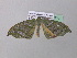  ( - BC ZSM Lep 38719)  @13 [ ] CreativeCommons - Attribution Non-Commercial Share-Alike (2010) Axel Hausmann/Bavarian State Collection of Zoology (ZSM) SNSB, Zoologische Staatssammlung Muenchen