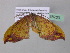  ( - BC ZSM Lep 38720)  @13 [ ] CreativeCommons - Attribution Non-Commercial Share-Alike (2010) Axel Hausmann/Bavarian State Collection of Zoology (ZSM) SNSB, Zoologische Staatssammlung Muenchen