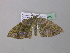  ( - BC ZSM Lep 38722)  @12 [ ] CreativeCommons - Attribution Non-Commercial Share-Alike (2010) Axel Hausmann/Bavarian State Collection of Zoology (ZSM) SNSB, Zoologische Staatssammlung Muenchen