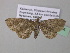  (Horisme alticameruna - BC ZSM Lep 38744)  @14 [ ] CreativeCommons - Attribution Non-Commercial Share-Alike (2010) Axel Hausmann/Bavarian State Collection of Zoology (ZSM) SNSB, Zoologische Staatssammlung Muenchen