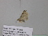  (Pasiphila BOLD:ABZ4470 - BC ZSM Lep 38779)  @12 [ ] CreativeCommons - Attribution Non-Commercial Share-Alike (2010) Axel Hausmann/Bavarian State Collection of Zoology (ZSM) SNSB, Zoologische Staatssammlung Muenchen