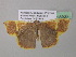  ( - BC ZSM Lep 38906)  @13 [ ] CreativeCommons - Attribution Non-Commercial Share-Alike (2010) Axel Hausmann/Bavarian State Collection of Zoology (ZSM) SNSB, Zoologische Staatssammlung Muenchen