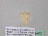  ( - BC ZSM Lep 39416)  @12 [ ] CreativeCommons - Attribution Non-Commercial Share-Alike (2010) Axel Hausmann/Bavarian State Collection of Zoology (ZSM) SNSB, Zoologische Staatssammlung Muenchen