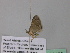  ( - BC ZSM Lep 39430)  @12 [ ] CreativeCommons - Attribution Non-Commercial Share-Alike (2010) Axel Hausmann/Bavarian State Collection of Zoology (ZSM) SNSB, Zoologische Staatssammlung Muenchen