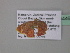  ( - BC ZSM Lep 39446)  @12 [ ] CreativeCommons - Attribution Non-Commercial Share-Alike (2010) Axel Hausmann/Bavarian State Collection of Zoology (ZSM) SNSB, Zoologische Staatssammlung Muenchen