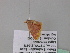  ( - BC ZSM Lep 39448)  @12 [ ] CreativeCommons - Attribution Non-Commercial Share-Alike (2010) Axel Hausmann/Bavarian State Collection of Zoology (ZSM) SNSB, Zoologische Staatssammlung Muenchen