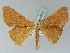  (Xenimpia maculosata - BC ZSM Lep 43757)  @14 [ ] CreativeCommons - Attribution Non-Commercial Share-Alike (2010) Axel Hausmann/Bavarian State Collection of Zoology (ZSM) SNSB, Zoologische Staatssammlung Muenchen