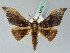  ( - BC ZSM Lep 43783)  @14 [ ] CreativeCommons - Attribution Non-Commercial Share-Alike (2010) Axel Hausmann/Bavarian State Collection of Zoology (ZSM) SNSB, Zoologische Staatssammlung Muenchen