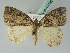  ( - BC ZSM Lep 43796)  @14 [ ] CreativeCommons - Attribution Non-Commercial Share-Alike (2010) Axel Hausmann/Bavarian State Collection of Zoology (ZSM) SNSB, Zoologische Staatssammlung Muenchen