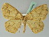  ( - BC ZSM Lep 43809)  @14 [ ] CreativeCommons - Attribution Non-Commercial Share-Alike (2010) Axel Hausmann/Bavarian State Collection of Zoology (ZSM) SNSB, Zoologische Staatssammlung Muenchen