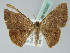  ( - BC ZSM Lep 43820)  @14 [ ] CreativeCommons - Attribution Non-Commercial Share-Alike (2010) Axel Hausmann/Bavarian State Collection of Zoology (ZSM) SNSB, Zoologische Staatssammlung Muenchen