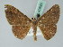  ( - BC ZSM Lep 43829)  @14 [ ] CreativeCommons - Attribution Non-Commercial Share-Alike (2010) Axel Hausmann/Bavarian State Collection of Zoology (ZSM) SNSB, Zoologische Staatssammlung Muenchen