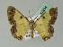  ( - BC ZSM Lep 43834)  @13 [ ] CreativeCommons - Attribution Non-Commercial Share-Alike (2010) Axel Hausmann/Bavarian State Collection of Zoology (ZSM) SNSB, Zoologische Staatssammlung Muenchen