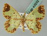  ( - BC ZSM Lep 43838)  @13 [ ] CreativeCommons - Attribution Non-Commercial Share-Alike (2010) Axel Hausmann/Bavarian State Collection of Zoology (ZSM) SNSB, Zoologische Staatssammlung Muenchen