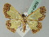  ( - BC ZSM Lep 43839)  @13 [ ] CreativeCommons - Attribution Non-Commercial Share-Alike (2010) Axel Hausmann/Bavarian State Collection of Zoology (ZSM) SNSB, Zoologische Staatssammlung Muenchen
