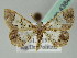  ( - BC ZSM Lep 43845)  @13 [ ] CreativeCommons - Attribution Non-Commercial Share-Alike (2010) Axel Hausmann/Bavarian State Collection of Zoology (ZSM) SNSB, Zoologische Staatssammlung Muenchen