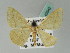  ( - BC ZSM Lep 43942)  @11 [ ] CreativeCommons - Attribution Non-Commercial Share-Alike (2010) Axel Hausmann/Bavarian State Collection of Zoology (ZSM) SNSB, Zoologische Staatssammlung Muenchen