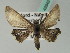  (Sesquialtera ramecourti - BC ZSM Lep 43943)  @13 [ ] CreativeCommons - Attribution Non-Commercial Share-Alike (2010) Axel Hausmann/Bavarian State Collection of Zoology (ZSM) SNSB, Zoologische Staatssammlung Muenchen