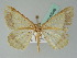  ( - BC ZSM Lep 43948)  @11 [ ] CreativeCommons - Attribution Non-Commercial Share-Alike (2010) Axel Hausmann/Bavarian State Collection of Zoology (ZSM) SNSB, Zoologische Staatssammlung Muenchen