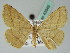  ( - BC ZSM Lep 43949)  @11 [ ] CreativeCommons - Attribution Non-Commercial Share-Alike (2010) Axel Hausmann/Bavarian State Collection of Zoology (ZSM) SNSB, Zoologische Staatssammlung Muenchen