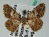  (Zamarada AH01Nm - BC ZSM Lep 43950)  @11 [ ] CreativeCommons - Attribution Non-Commercial Share-Alike (2010) Axel Hausmann/Bavarian State Collection of Zoology (ZSM) SNSB, Zoologische Staatssammlung Muenchen