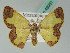  (Zamarada AH01Mz - BC ZSM Lep 43951)  @11 [ ] CreativeCommons - Attribution Non-Commercial Share-Alike (2010) Axel Hausmann/Bavarian State Collection of Zoology (ZSM) SNSB, Zoologische Staatssammlung Muenchen