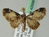  (Eupithecia dilucida - BC ZSM Lep 43998)  @14 [ ] CreativeCommons - Attribution Non-Commercial Share-Alike (2010) Axel Hausmann/Bavarian State Collection of Zoology (ZSM) SNSB, Zoologische Staatssammlung Muenchen