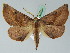  (Derrioides BOLD:AAV0886 - BC ZSM Lep 44030)  @13 [ ] CreativeCommons - Attribution Non-Commercial Share-Alike (2010) Axel Hausmann/Bavarian State Collection of Zoology (ZSM) SNSB, Zoologische Staatssammlung Muenchen