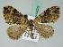  ( - BC ZSM Lep 44033)  @13 [ ] CreativeCommons - Attribution Non-Commercial Share-Alike (2010) Axel Hausmann/Bavarian State Collection of Zoology (ZSM) SNSB, Zoologische Staatssammlung Muenchen