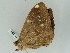  ( - BC ZSM Lep 45291)  @13 [ ] CreativeCommons - Attribution Non-Commercial Share-Alike (2010) Axel Hausmann/Bavarian State Collection of Zoology (ZSM) SNSB, Zoologische Staatssammlung Muenchen