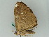  ( - BC ZSM Lep 45292)  @13 [ ] CreativeCommons - Attribution Non-Commercial Share-Alike (2010) Axel Hausmann/Bavarian State Collection of Zoology (ZSM) SNSB, Zoologische Staatssammlung Muenchen