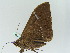  ( - BC ZSM Lep 45293)  @13 [ ] CreativeCommons - Attribution Non-Commercial Share-Alike (2010) Axel Hausmann/Bavarian State Collection of Zoology (ZSM) SNSB, Zoologische Staatssammlung Muenchen