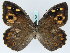 (Hipparchia senthes - BC ZSM Lep 45304)  @14 [ ] CreativeCommons - Attribution Non-Commercial Share-Alike (2010) Axel Hausmann/Bavarian State Collection of Zoology (ZSM) SNSB, Zoologische Staatssammlung Muenchen