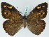  (Hipparchia cypriensis - BC ZSM Lep 45310)  @14 [ ] CreativeCommons - Attribution Non-Commercial Share-Alike (2010) Axel Hausmann/Bavarian State Collection of Zoology (ZSM) SNSB, Zoologische Staatssammlung Muenchen