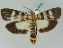  (Vitessa - BC ZSM Lep 45338)  @15 [ ] CreativeCommons - Attribution Non-Commercial Share-Alike (2010) Axel Hausmann/Bavarian State Collection of Zoology (ZSM) SNSB, Zoologische Staatssammlung Muenchen