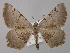  ( - BC ZSM Lep 47082)  @11 [ ] CreativeCommons - Attribution Non-Commercial Share-Alike (2010) Axel Hausmann/Bavarian State Collection of Zoology (ZSM) SNSB, Zoologische Staatssammlung Muenchen
