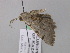  ( - BC ZSM Lep 47083)  @12 [ ] CreativeCommons - Attribution Non-Commercial Share-Alike (2010) Axel Hausmann/Bavarian State Collection of Zoology (ZSM) SNSB, Zoologische Staatssammlung Muenchen