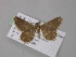 ( - BC ZSM Lep 47092)  @11 [ ] CreativeCommons - Attribution Non-Commercial Share-Alike (2010) Axel Hausmann/Bavarian State Collection of Zoology (ZSM) SNSB, Zoologische Staatssammlung Muenchen